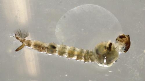 Mosquito Larvae